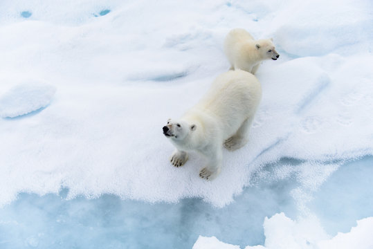 Polar bear (Ursus maritimus) mother and cub on the pack ice, nor