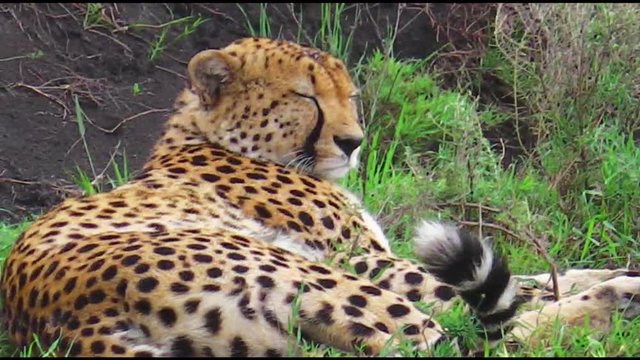 Young male cheetah resting on the grass in Serengeti National Park, Tanzania in Africa. close up angle view. Binomial name Acinonyx jubatus.