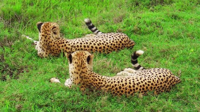 Two young brother cheetahs resting on the grass in Tarangire National Park, Tanzania Africa. backside angle view. Binomial name Acinonyx jubatus.