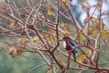 White-throated Kingfisher (Halcyon smyrnensis) bird 