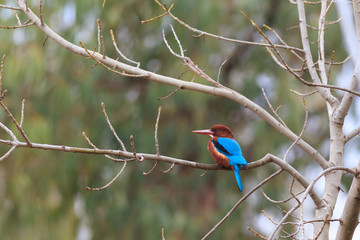 White-throated Kingfisher (Halcyon smyrnensis) bird 