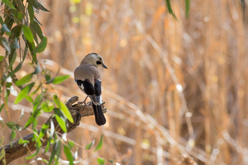 Eurasian Jay siting backward on the tree on sunny background