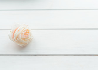 white rose on a white wooden background