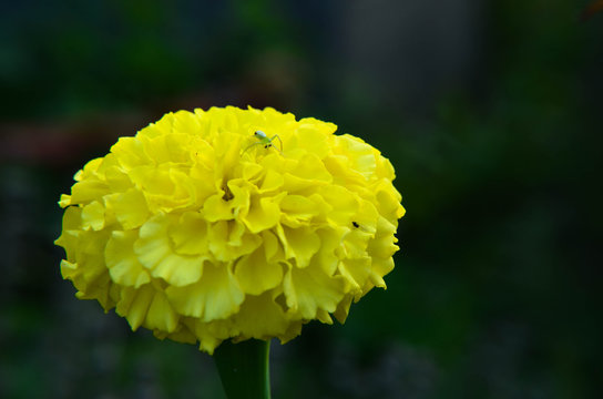 Fototapeta Macro of marigold flower in big close up.