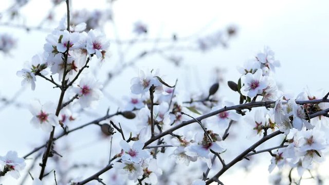 Spring. The flowering tree with bees. Velez Malaga, Spain