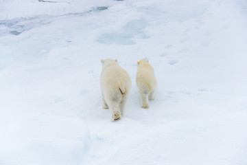 Obraz na płótnie Canvas Polar bear (Ursus maritimus) mother and cub on the pack ice, nor