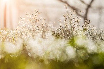 Drops of Ice Dew on the grass in light flare