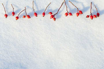 Winter snow background decorated with rose hip berries