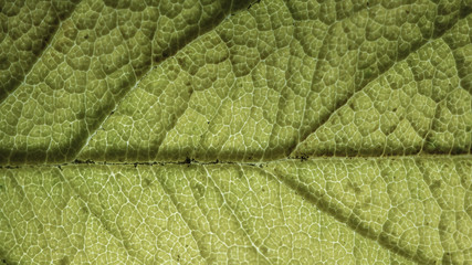 Leaf detailed