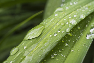 Drops of water on green leaf