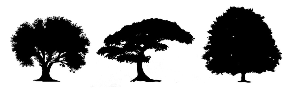 Black tree silhouettes on white background,silhouette of trees