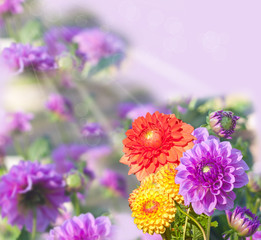 beautiful dahlias, collage