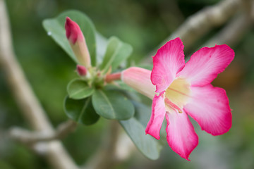 With pink flowers, green leaves, beautiful bright color.