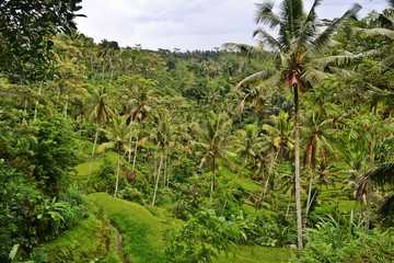 Fototapeta premium Bali 11