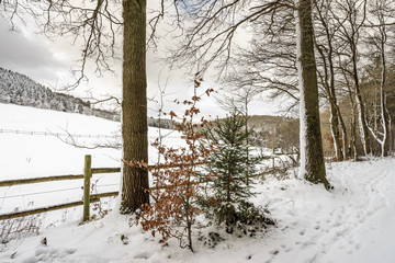 Winterlandschaft im Hunsrück