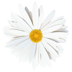 Naklejka premium Chamomile flower. Summer symbol for your design