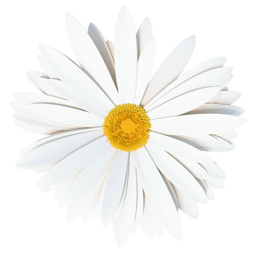 Fototapeta Chamomile flower. Summer symbol for your design