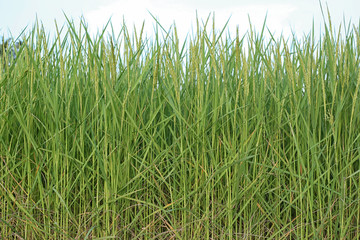 Rice plant near harvest time and evening sunlight.