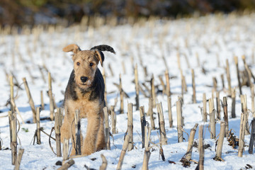 puppy airedale standing  in the snow