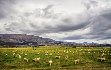 Obraz premium Sheep in open meadow under a cloudy day, New Zealand.