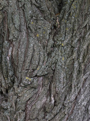 tree bark texture,  big resolution