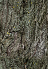 tree bark texture, seamless texture , big resolution, tile
