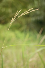 close up rice plant and seeds (selective focus & vintage style)

