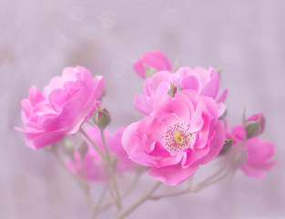 Fototapeta na wymiar Pink garden roses branch