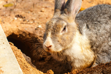 the rabbit were fed in the countryside.