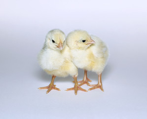 Nestlings little yellow chicks