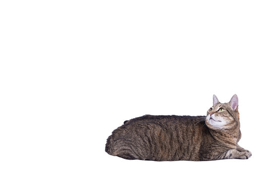 Gray striped tabby cat Isolated on white background, copy space.
