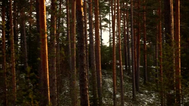 tracking shot of camera follows the riding car along the road through the pine trees under the sunlight