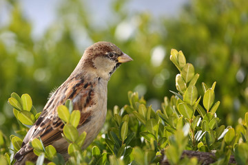 Männlicher Hausspatz in Nahaufnahme im Grünen