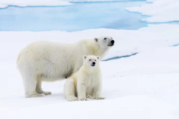 Crédence de cuisine en verre imprimé Ours polaire Ours polaire (Ursus maritimus) mère et ourson sur la banquise, ni