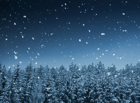 Winter landscape, falling snow over spruce tree forest at night