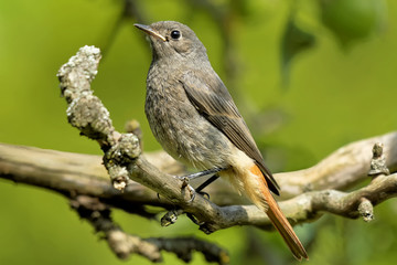 Junger Gartenrotschwanz