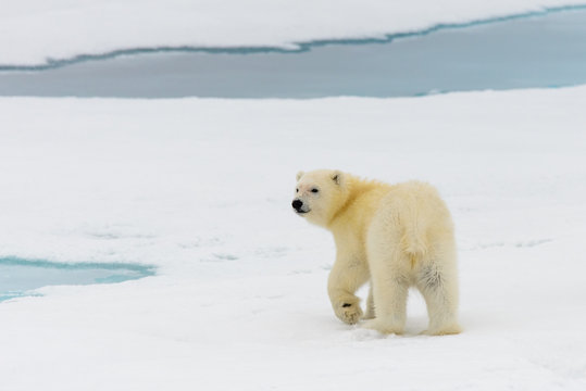 Polar bear (Ursus maritimus) mother and cub on the pack ice, nor