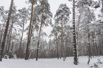 Winter. Pine forest all covered with white snow