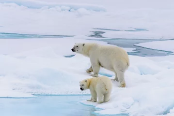 Cercles muraux Ours polaire Polar bear (Ursus maritimus) mother and cub on the pack ice, nor