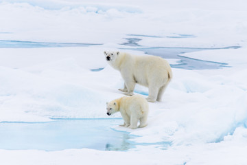 Ours polaire (Ursus maritimus) mère et ourson sur la banquise, ni