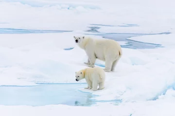 Crédence de cuisine en verre imprimé Ours polaire Ours polaire (Ursus maritimus) mère et ourson sur la banquise, ni