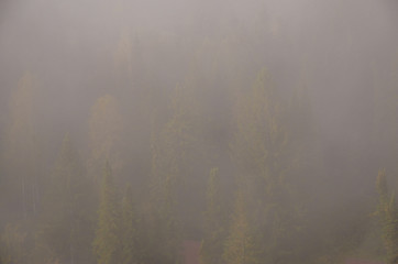 conifer tree at the top in the morning mist