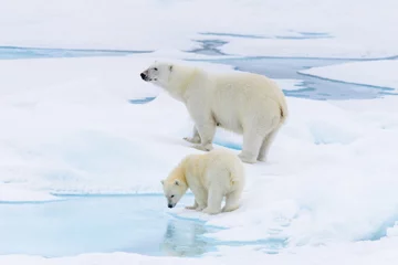 Fotobehang Polar bear (Ursus maritimus) mother and cub on the pack ice, nor © Alexey Seafarer