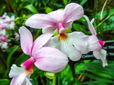 light pink orchids blooming in garden