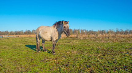 Horse in frozen wetland in sunlight   © Naj