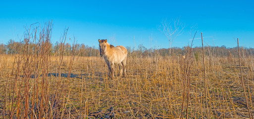Horses in frozen wetland in sunlight © Naj