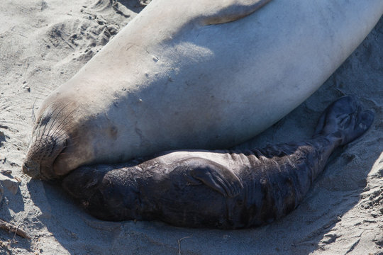 Elephant Seal and Pup