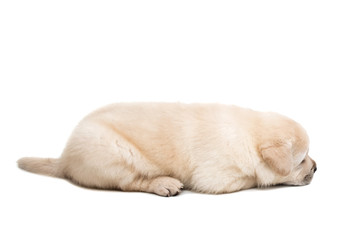 white labrador puppy