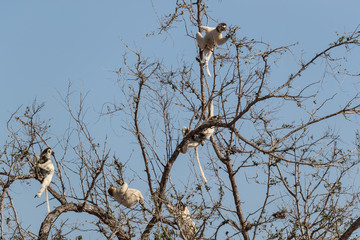 Verreaux's sifaka.
