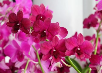 Beautiful Pink Streaked Orchid Flowers or Phalaenopsis